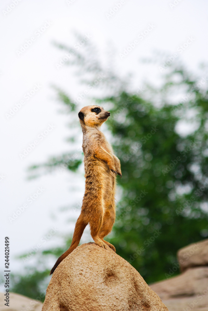 Photography Single meerkat erected on a stone
