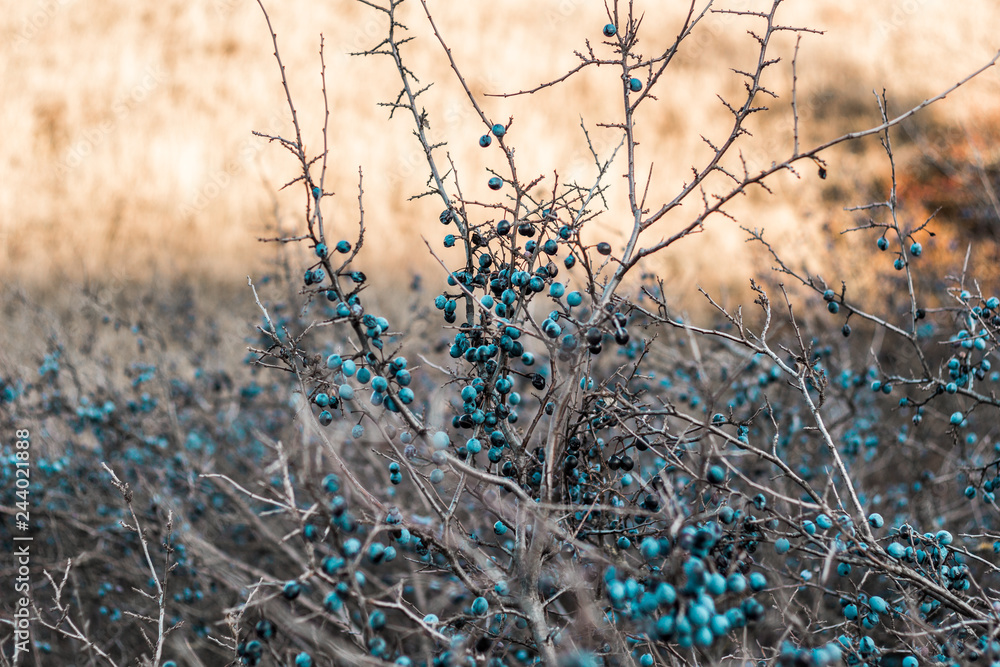 Fototapeta premium Thorn bushes with ripe berries against the background of the autumn sky. Close-up.
