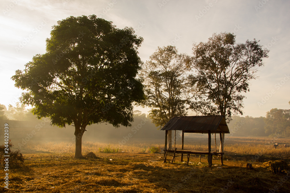 Landscape of sunrise in agriculture field. Landscape of sunrise in agriculture field.
