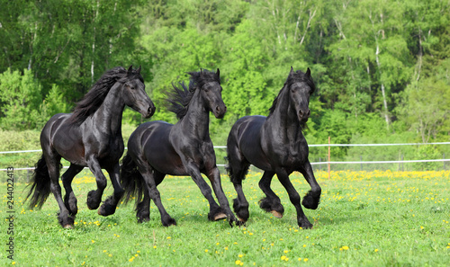 Bild auf Leinwand Three Dressage friesian horse portrait in outdoor