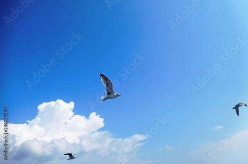 Seagulls in the sky