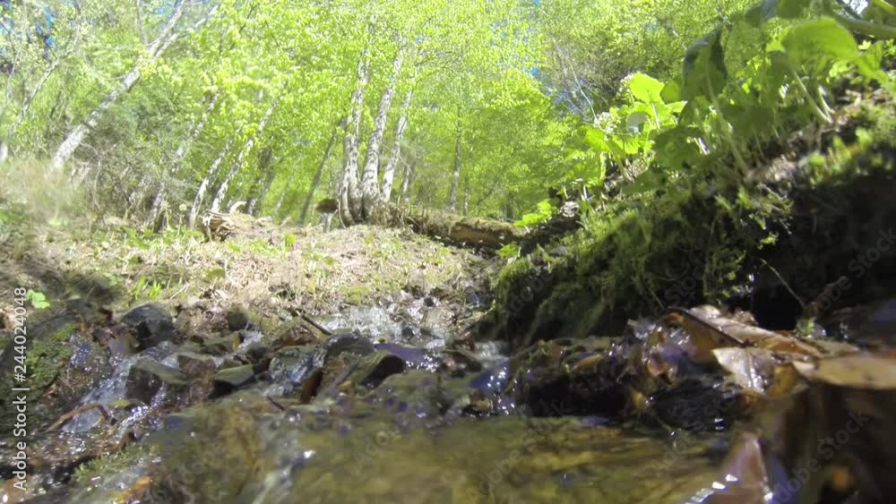 Mountain clean stream in the birch forest Mountain clean stream in the birch forest