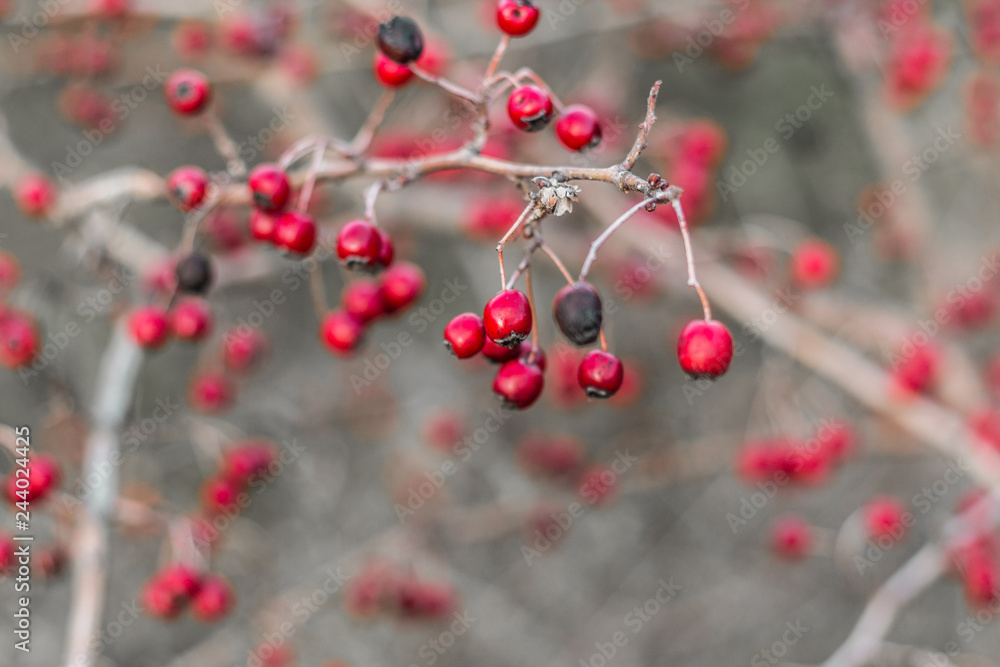 Red hawthorn berries on a bare branch without leaves after rain. Hawthorn tree in autumn in November. Red hawthorn berries on a bare branch without leaves after rain. Hawthorn tree in autumn in November.