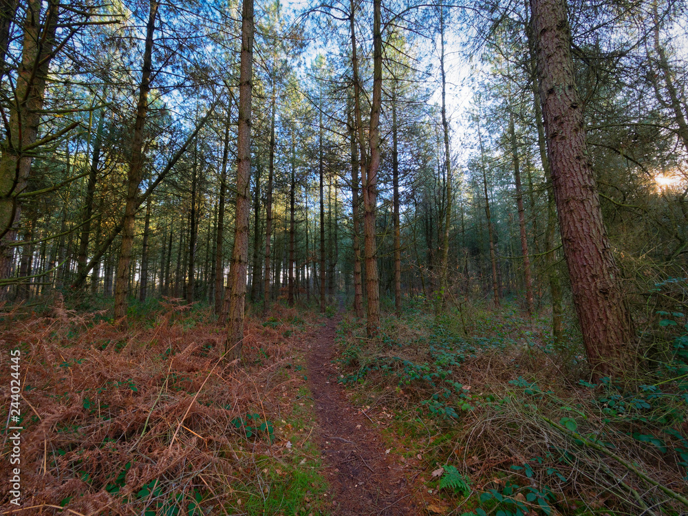 Narrow muddy footpath winds through dark shaded woodland Narrow muddy footpath winds through dark shaded woodland