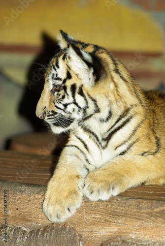 Fototapeta Naklejka Na Ścianę i Meble -  tigre