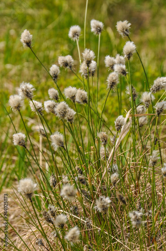 Eriophorum vaginatum - cottongrass, cotton-grass, cottonsedge