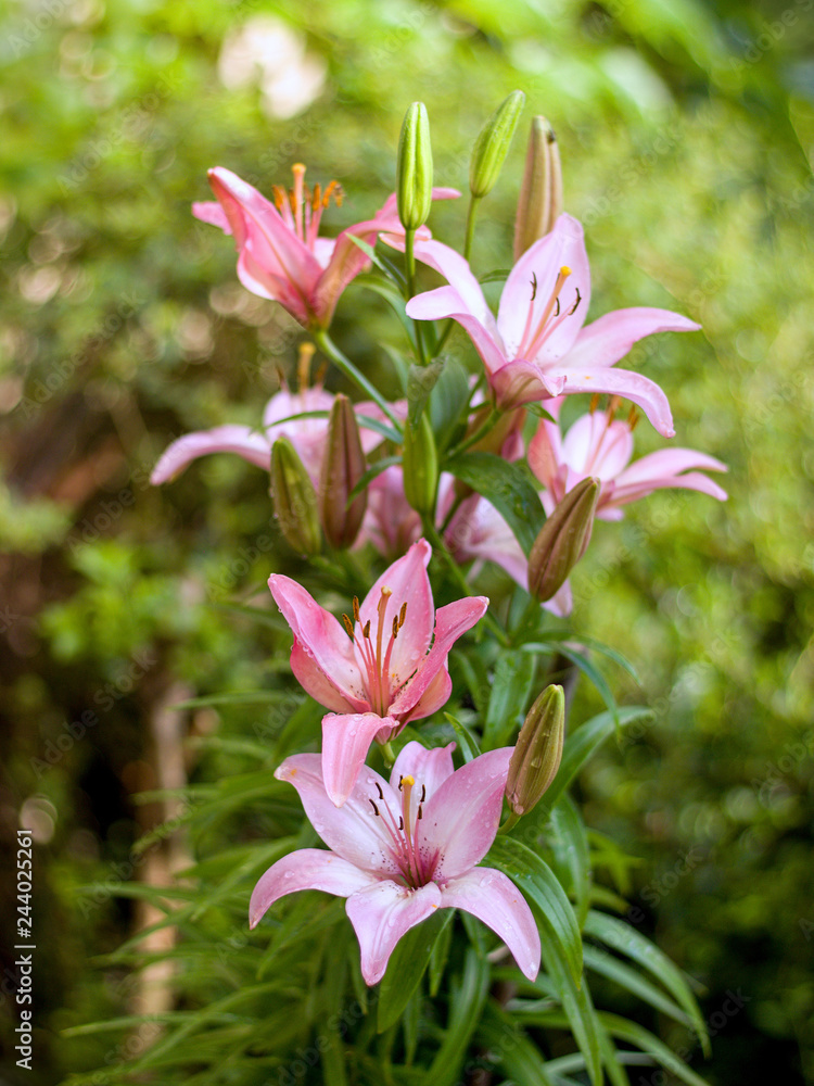 pink lily blooming in the garden