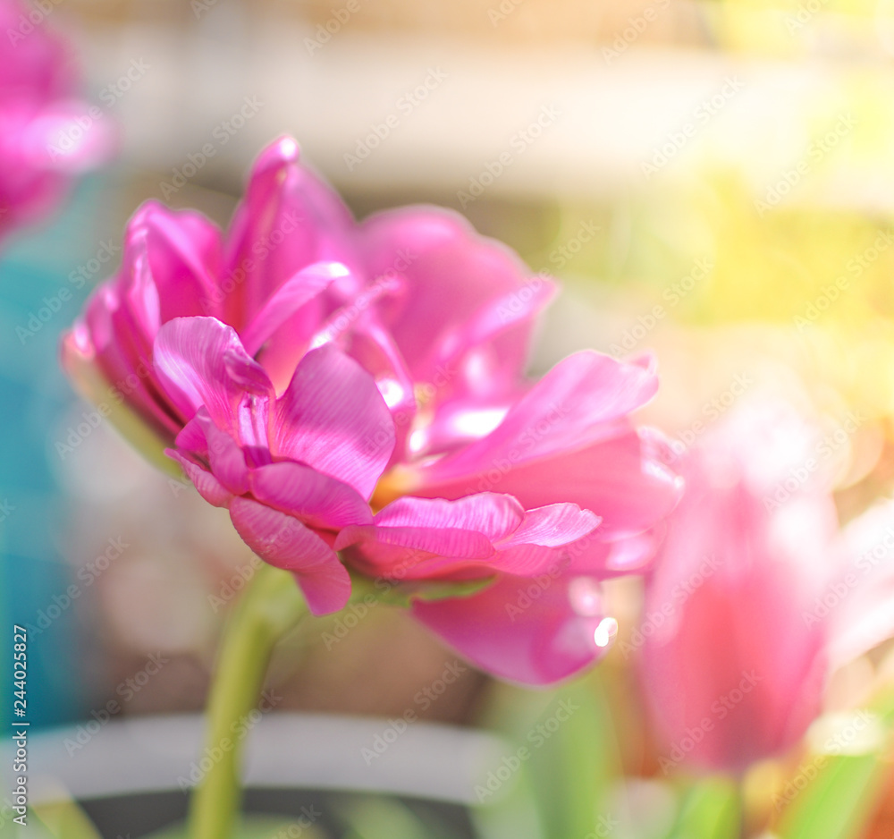 Spring or summer seasonal pink tulip, blooming outdoors