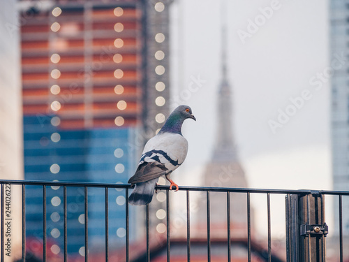 Dove on the background of skyscrapers