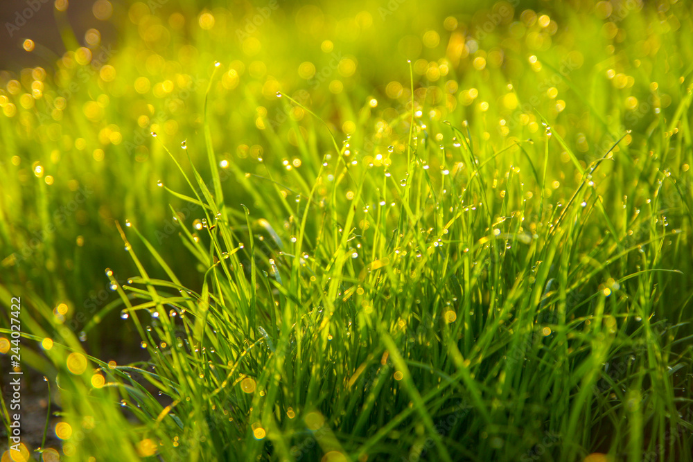 Close up of fresh thick grass with water drops in the early morning Close up of fresh thick grass with water drops in the early morning