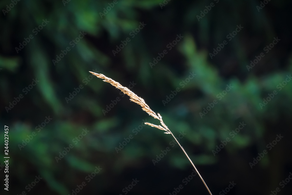 Φωτογραφία Blade of grass in the forest which is illuminated by the sun