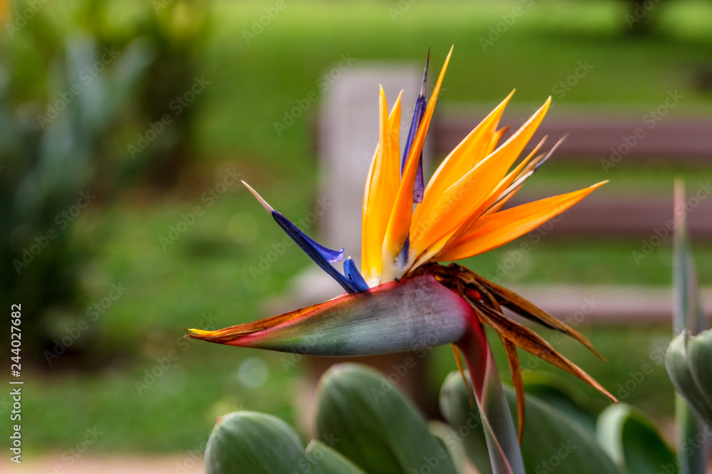 Obraz premium tropical flower strelitzia