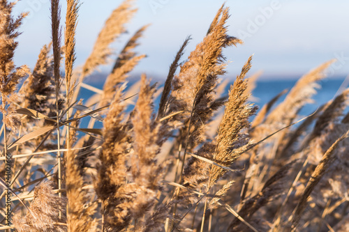 Selective soft focus of beach dry grass  reeds  stalks blowing in the wind at golden sunset light  horizontal  blurred sea on background  copy space  Nature  summer  grass concept