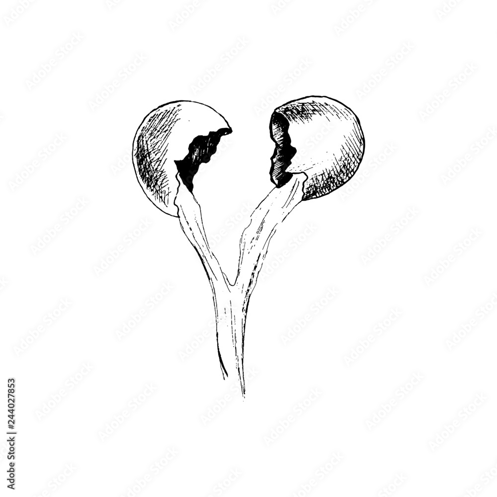 Fototapeta premium Broken egg shells painted sketch black white, hand drawn isolated on a white background vector