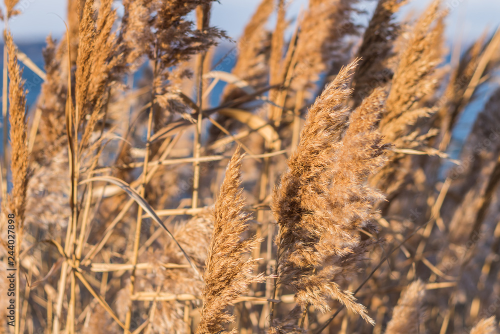 Fototapeta premium sunset on lake with reeds