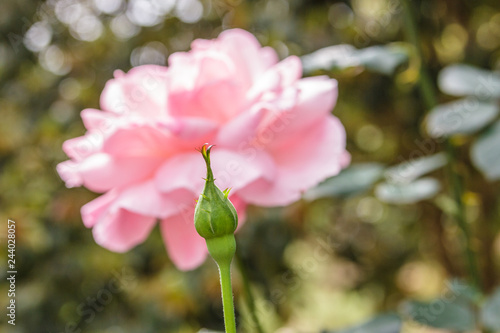 pink rose flower blooming