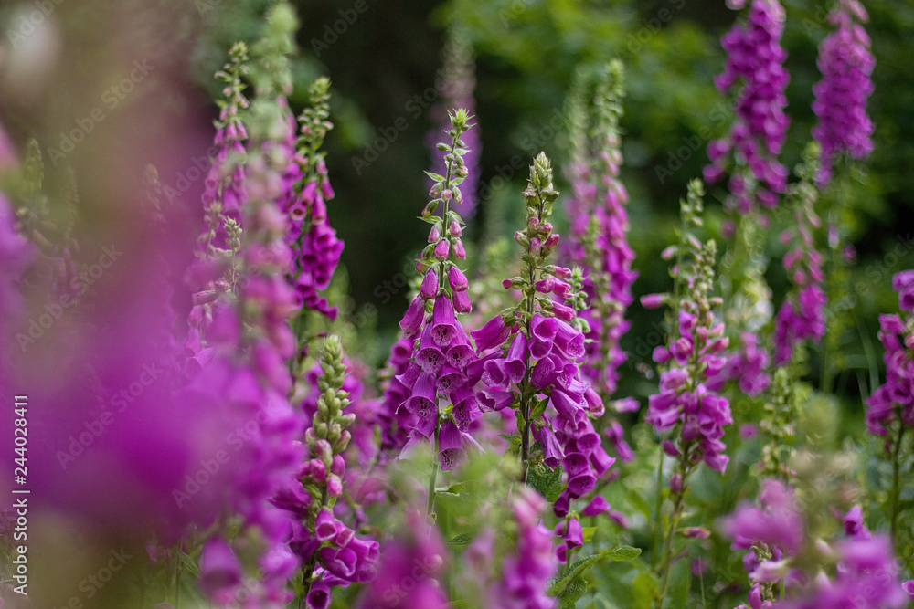 Fototapeta premium digitalis blooming in the woods