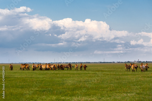 Herd of przewalski horses on green grass at the background of big cloud © Serhii Moiseiev