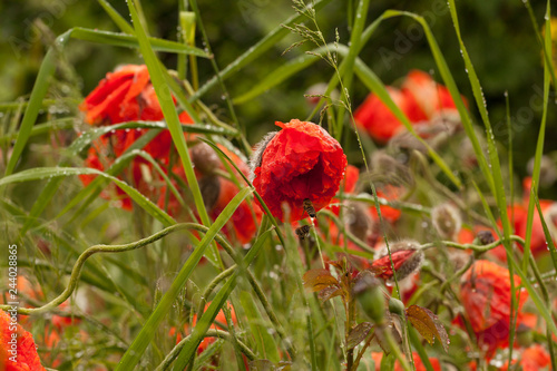 Bees pollinate red poppies after a rain
