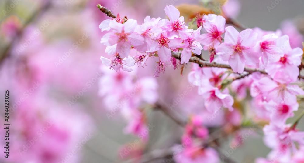 Beautiful cherry blossoms sakura tree bloom in spring over the blue sky, copy space, close up. Beautiful cherry blossoms sakura tree bloom in spring over the blue sky, copy space, close up.