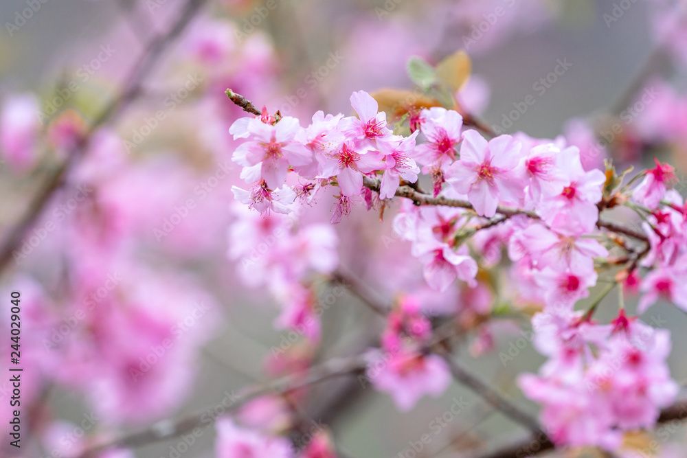 Beautiful cherry blossoms sakura tree bloom in spring over the blue sky, copy space, close up.