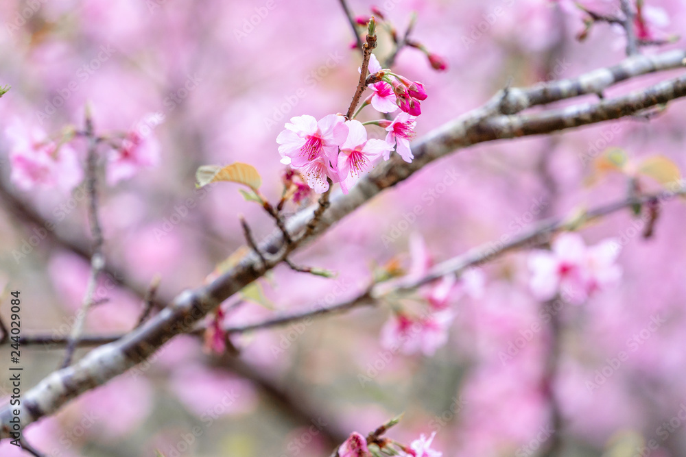Beautiful cherry blossoms sakura tree bloom in spring over the blue sky, copy space, close up. Beautiful cherry blossoms sakura tree bloom in spring over the blue sky, copy space, close up.