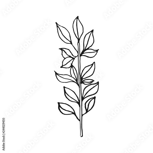 branch with leaves vector doodle sketch isolated on white background