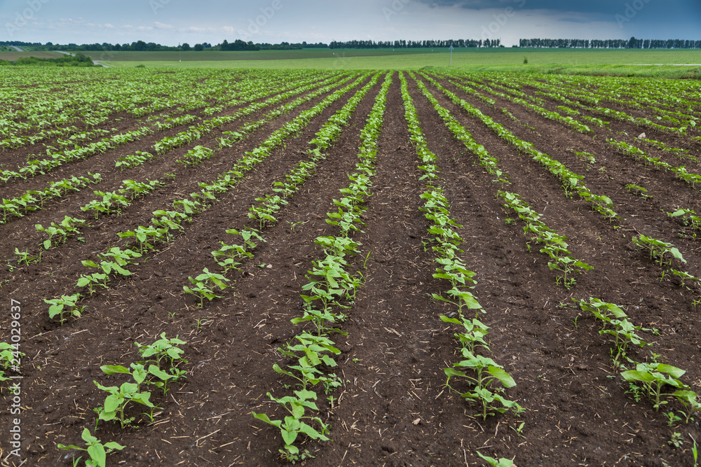 A close-up of a sprout of sunflower sprouts lit by the afternoon sun on fertile black soil. Concept agro culture 