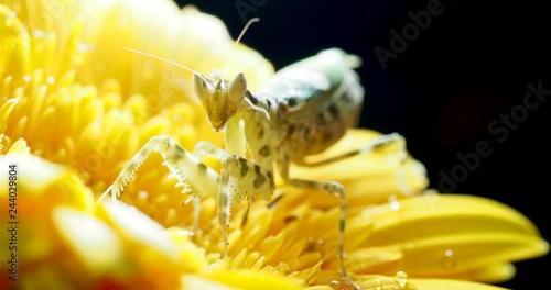 Creobroter meleagris mantis sitting on yellow flower. photo