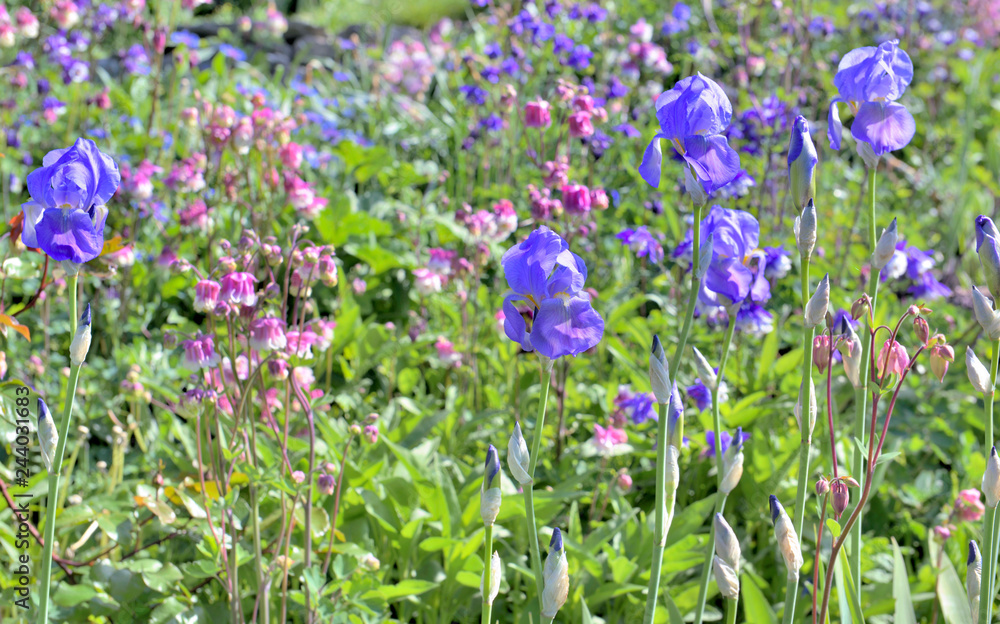 lot of pink and purple flowers blooming in a garden lot of pink and purple flowers blooming in a garden