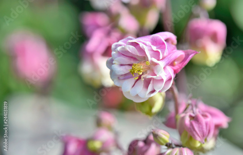 close on beautiful pink columbine flower blossoming in a garden