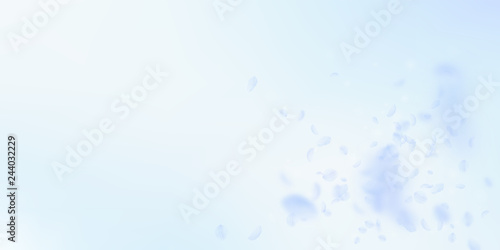 Light blue flower petals falling down. Ravishing r