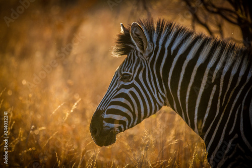 Zebra at dusk