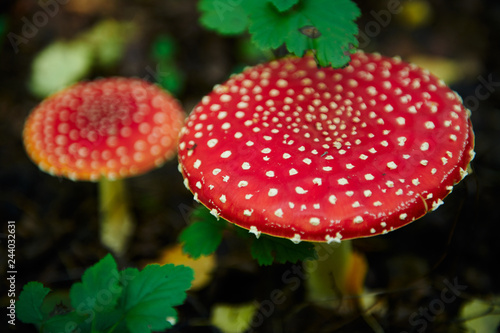 Close up shot of two mushroom fly agaric