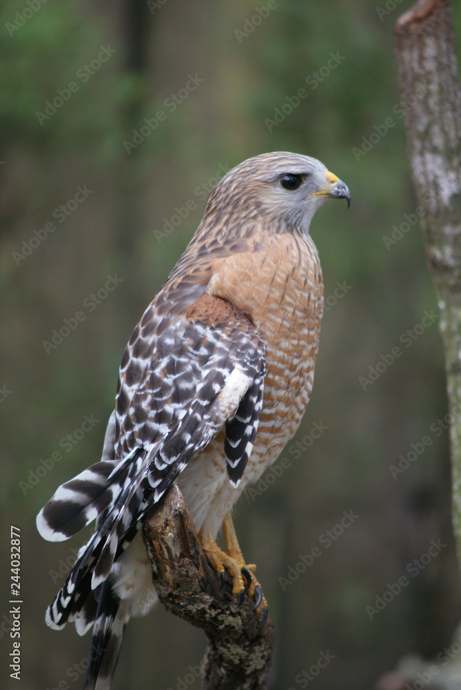 Fototapeta premium red tail hawk