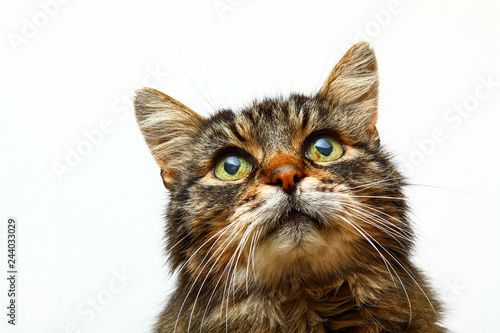 Cute tabby cat looking up isolated on a white background