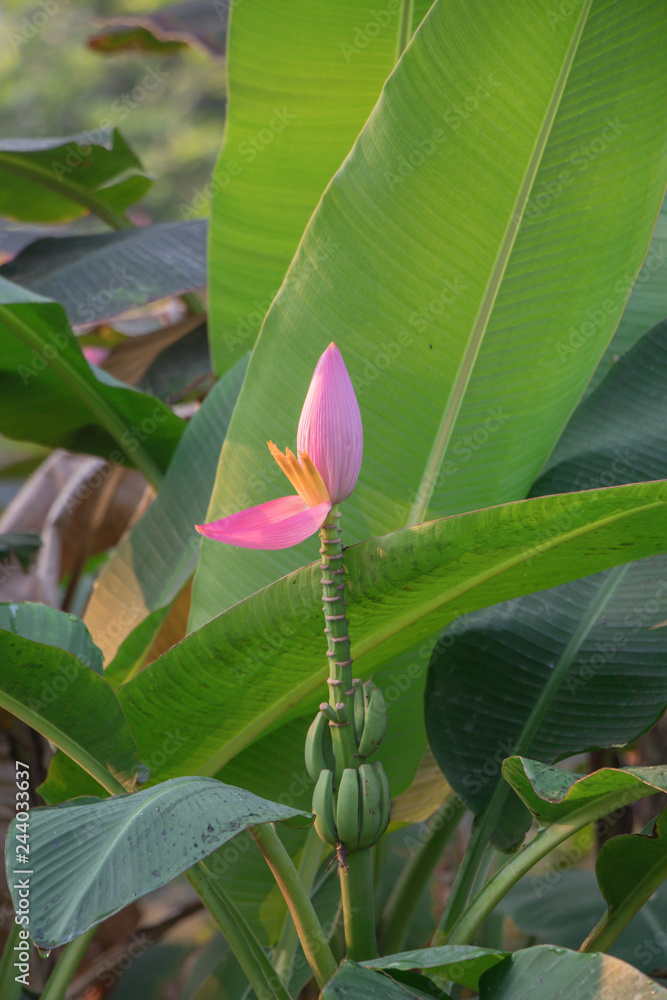 Banana blossom in the garden and leaf spot is caused by fungus. ( Flowering banana or Musa ornata Roxb.) Banana blossom in the garden and leaf spot is caused by fungus. ( Flowering banana or Musa ornata Roxb.)