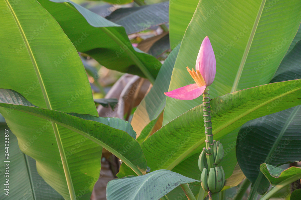 Banana blossom in the garden and leaf spot is caused by fungus. ( Flowering banana or Musa ornata Roxb.) Banana blossom in the garden and leaf spot is caused by fungus. ( Flowering banana or Musa ornata Roxb.)