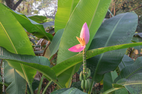 Banana blossom in the garden and leaf spot is caused by fungus. ( Flowering banana or Musa ornata Roxb.)