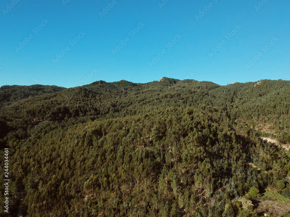 Aerial view of a pine forest in a mountain. Sintra Portugal