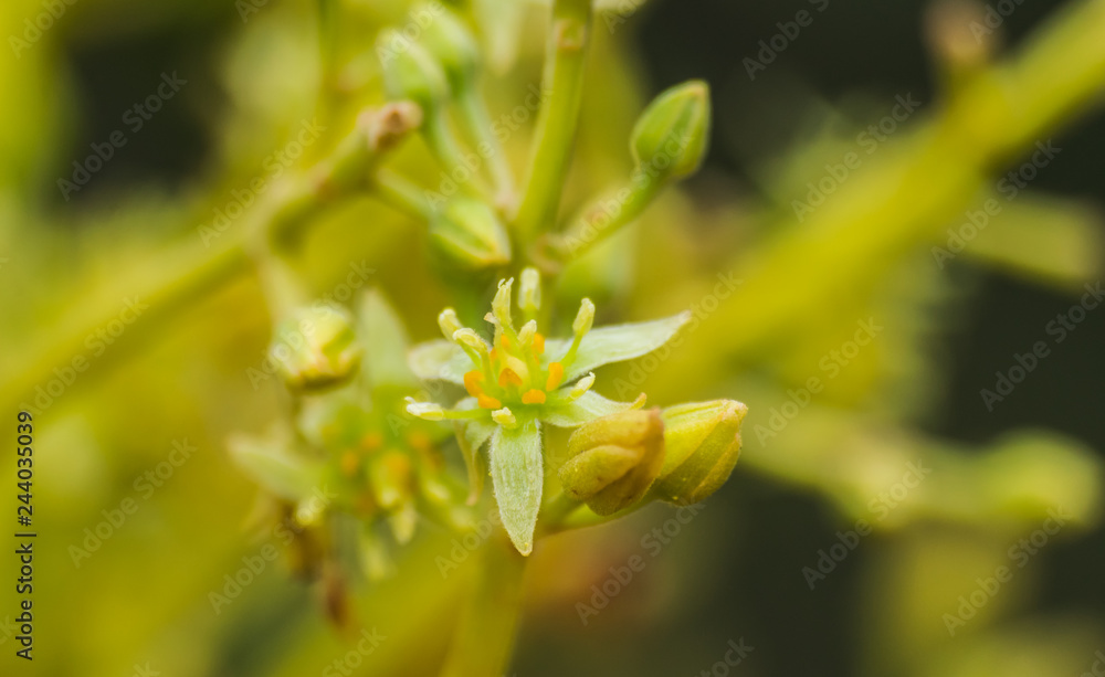 Avocado flower blooming (persea americana) Avocado flower blooming (persea americana)
