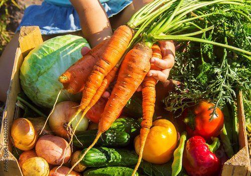 homemade vegetables in the garden. Selective focus.