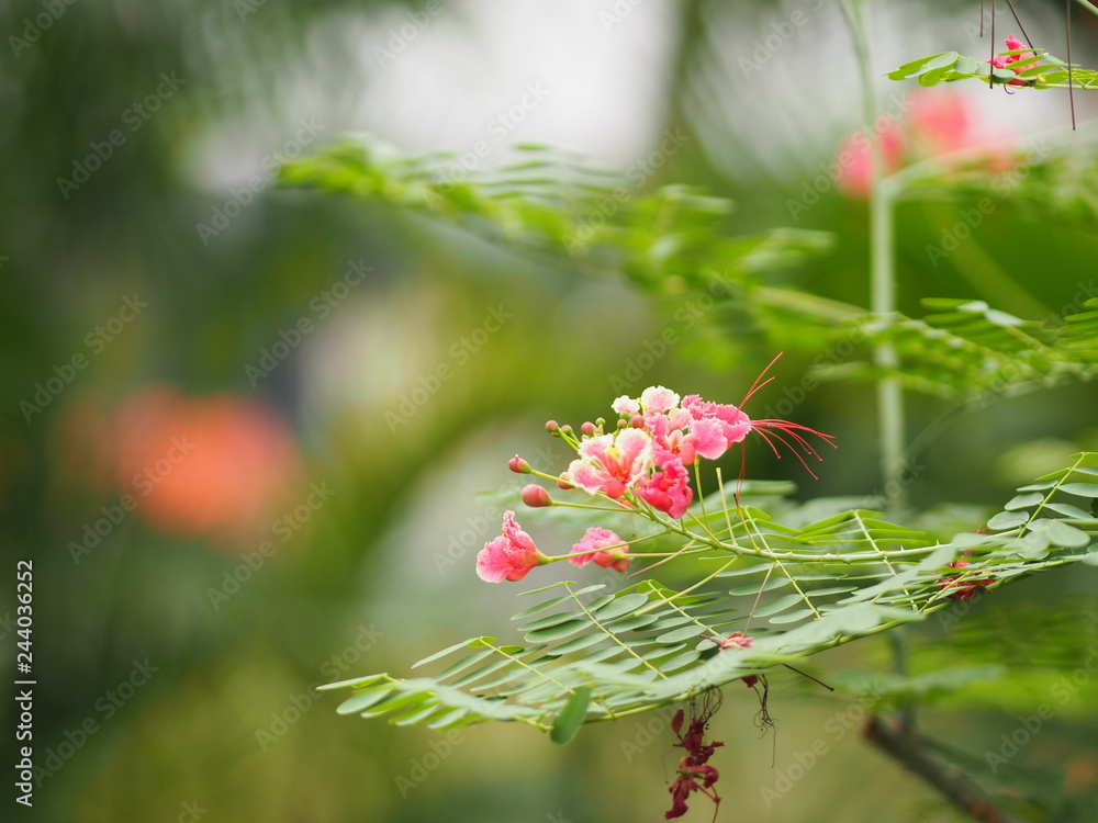 Pink Flower Delonix regia Flam boyant The Flame Tree Royal Poinciana Pink Flower Delonix regia Flam boyant The Flame Tree Royal Poinciana