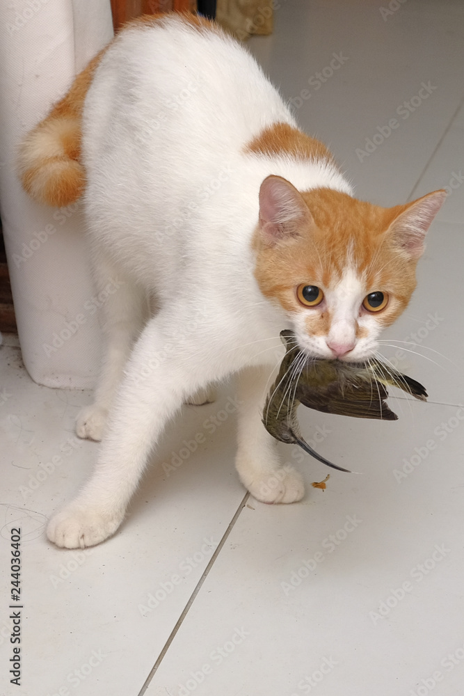 cat with bird in mouth