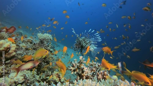 Marine Garden and Dancing Lion-Fish. Picture of common lion-fish (Pterois miles) with hard-soft corals and colorful fishes scalefin anthias  (Pseudanthias squamipinnis) in the tropical reef of the Red