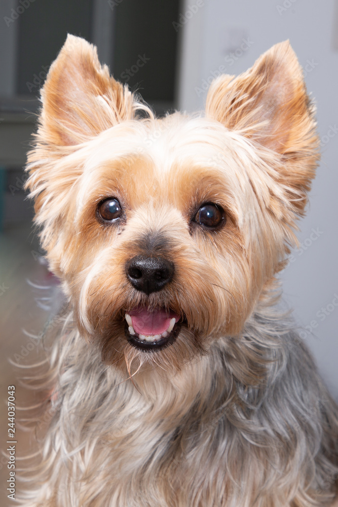 Nice yorkshire terrier dog portrait at home