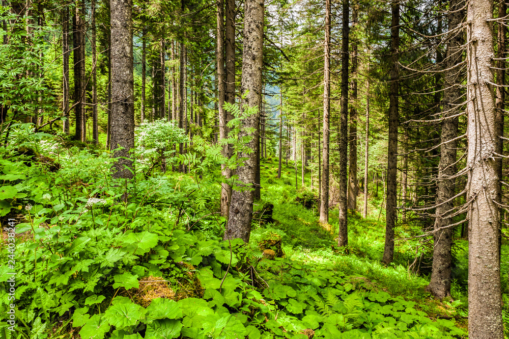 Forest at the Krimml Waterfalls in Austria. The falls are the highest in Europe and the fifth highest in the world. Forest at the Krimml Waterfalls in Austria. The falls are the highest in Europe and the fifth highest in the world.