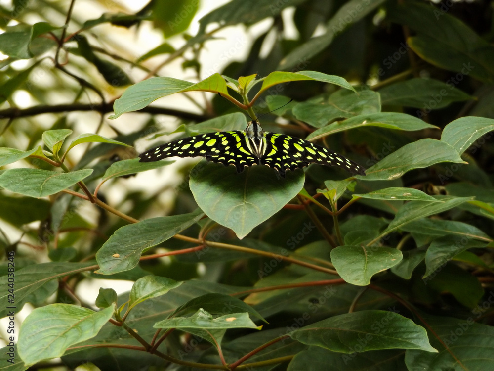 Tailed Jay (Graphium agamemnon) butterfly on leaf