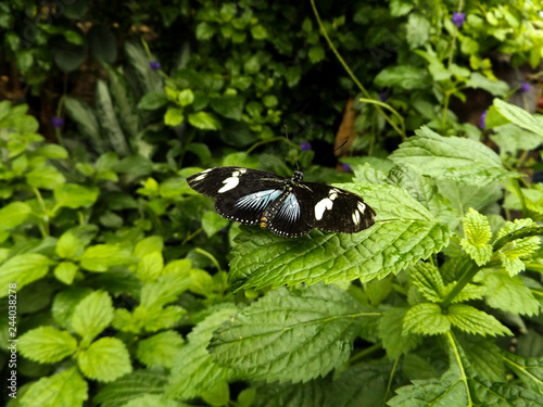 Doris longwing (Laparus doris) butterfly on leaf photo