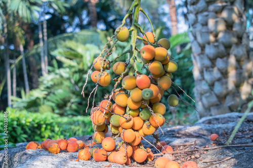 Φωτογραφία Close up Areca catechu or betel nut is colorful in the garden
